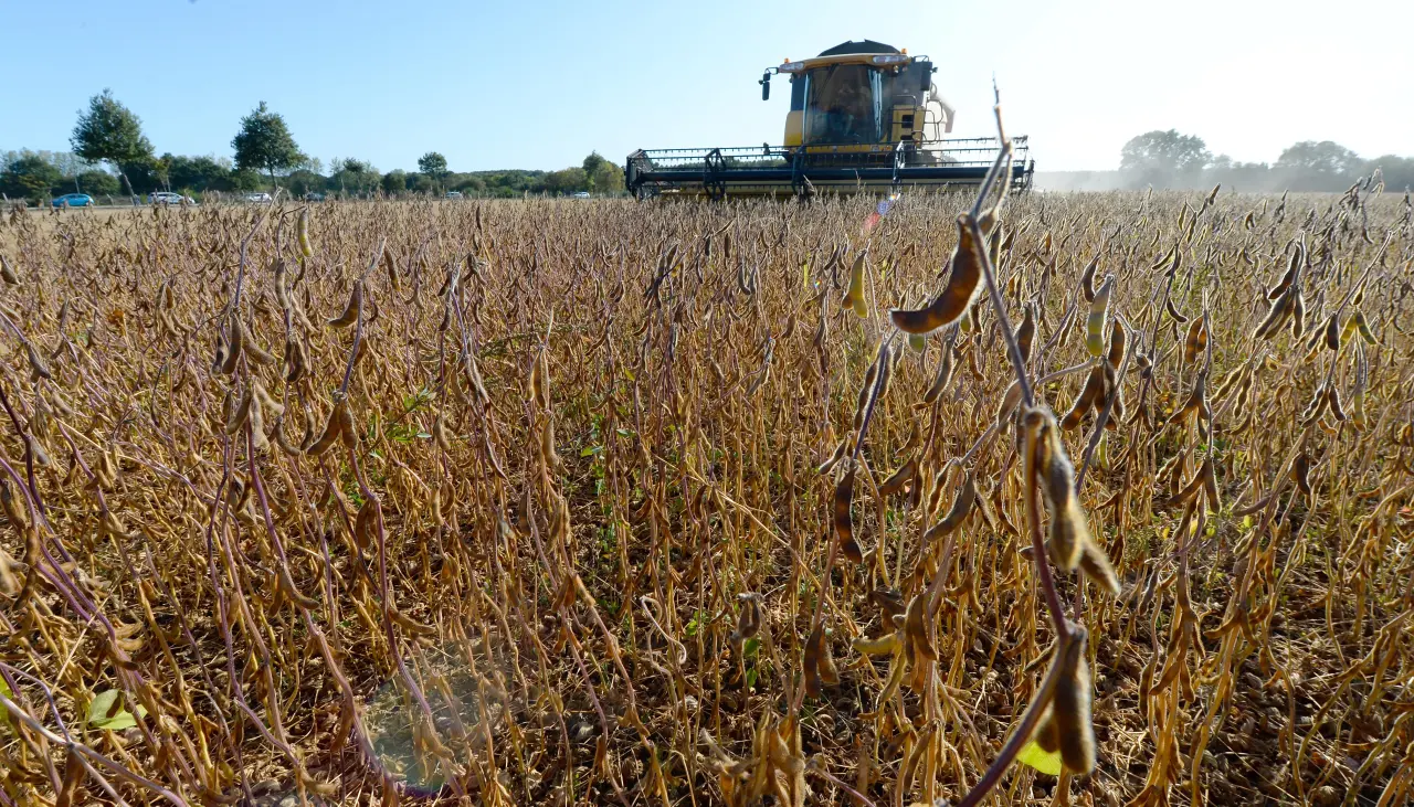 Exportaciones de soya y sus derivados cayeron en más de $us 690 millones en 2024, según el INE