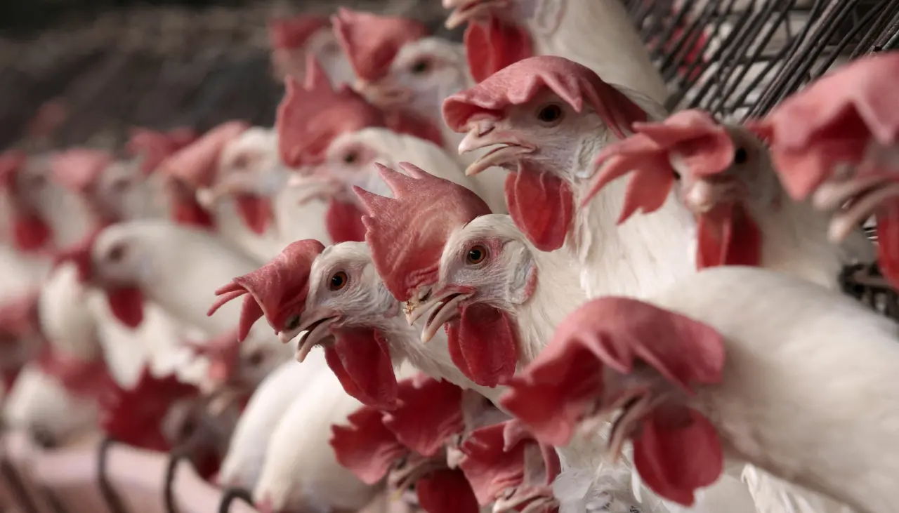 Brasil confirma el primer caso de gripe aviar de “alta patogenicidad” en granja comercial