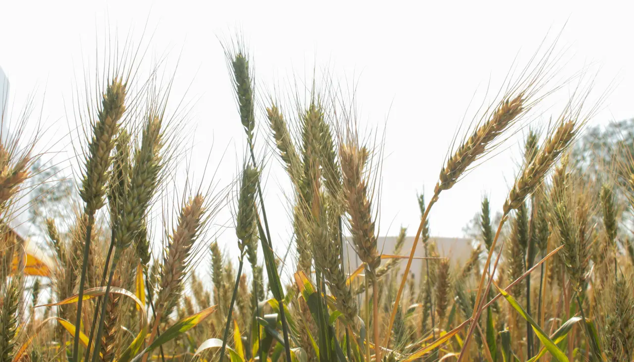 Anapo pide una política de fomento: Producción de trigo solo cubre el 10% de la demanda interna