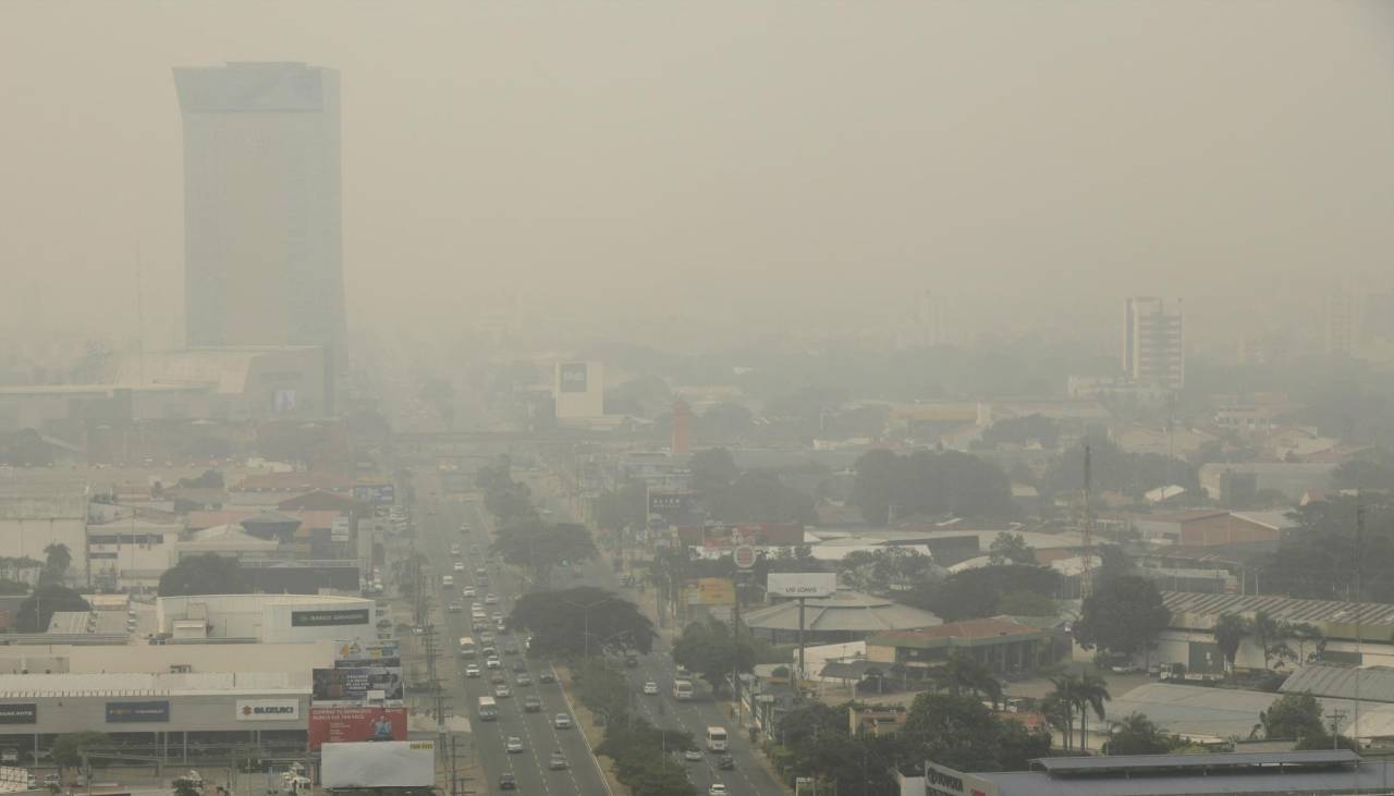 ¿Cómo ayudar a las aves que escapan de los incendios de los bosques a las zonas urbanas?