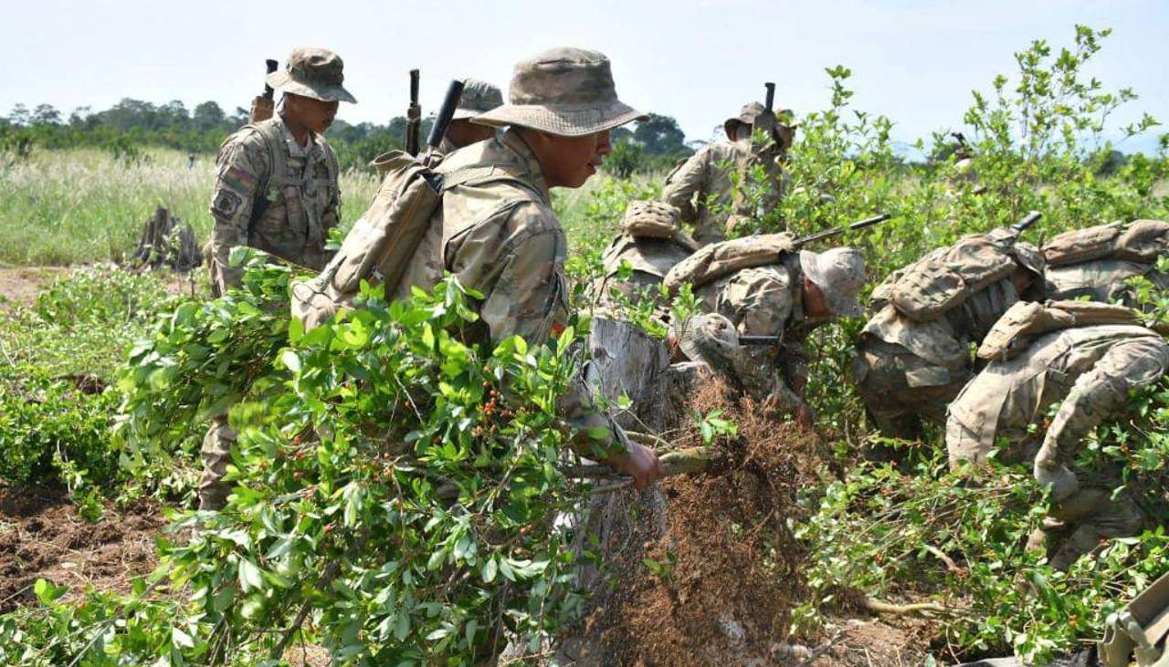 Los cultivos de coca escalaron en 2024 a 34.000 hectáreas, según la Unodc, 12.000 más de lo permitido por ley