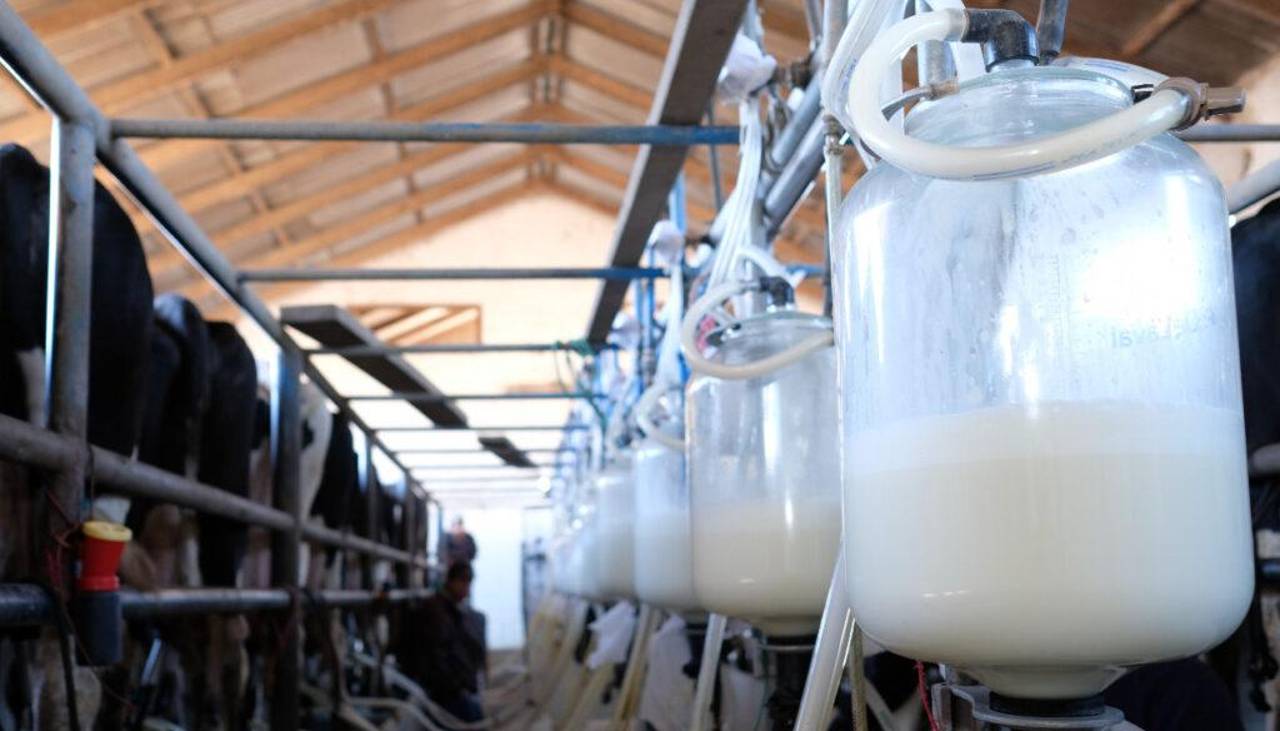 Lecheros: Más de 200 granjas de producción se cerraron en Santa Cruz en los últimos cinco años