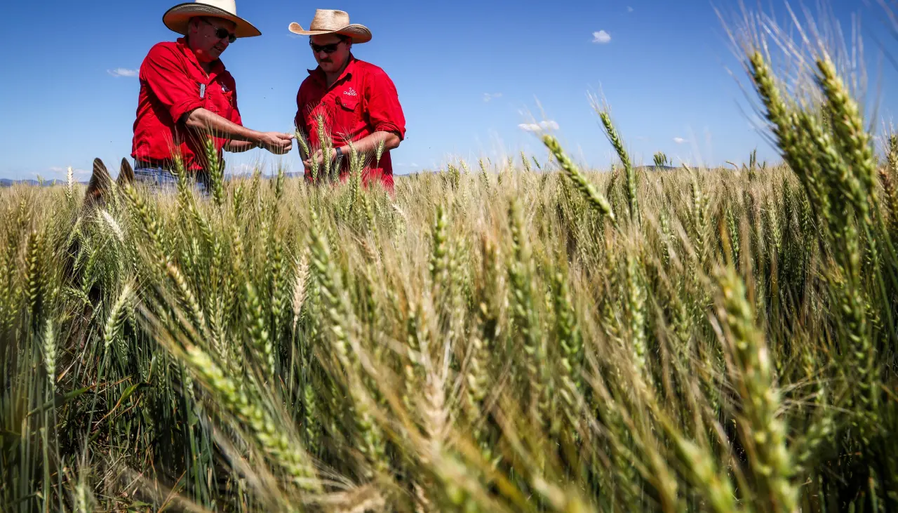 Anapo reporta que Emapa propone un pago de $us 520 por tonelada de trigo; es insuficiente, dicen productores