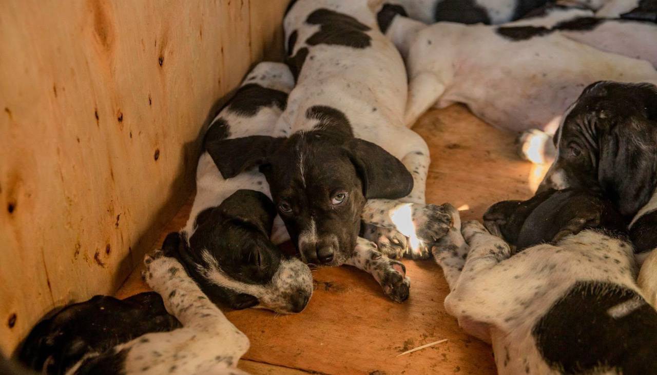 “No iban a llegar vivos”: Rescatan en Cochabamba a 12 cachorros hacinados en una caja rumbo a Santa Cruz