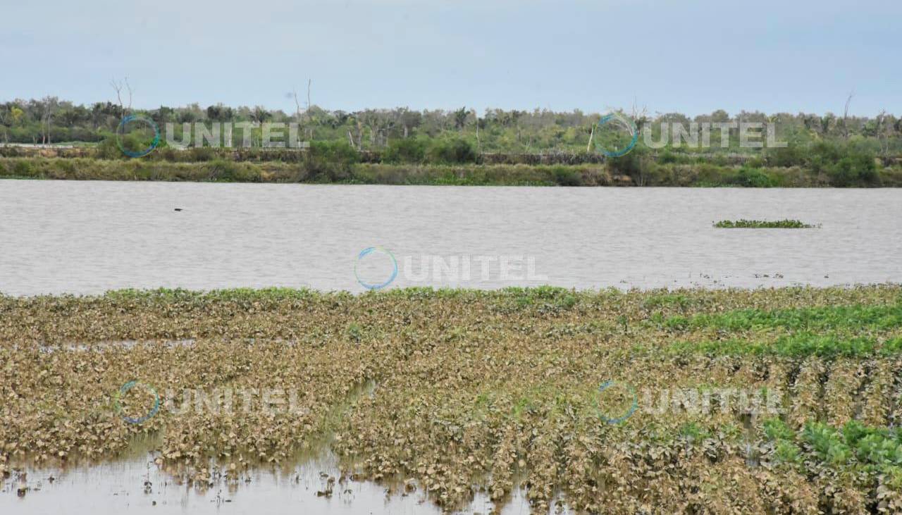 Desborde del río ocasiona inundaciones en sembradíos de soya en el Norte Integrado de Santa Cruz