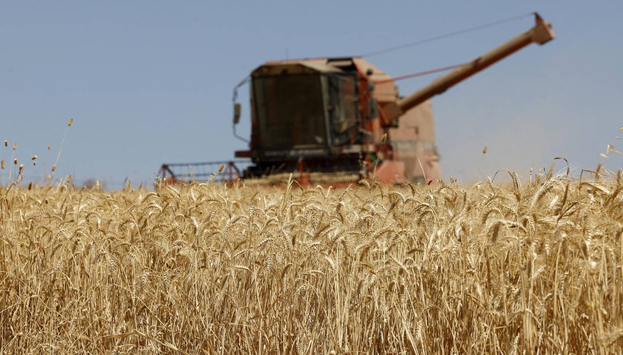 Déficit de trigo: Producción nacional no cubre ni 15% de la demanda interna y productores piden estímulos al Gobierno