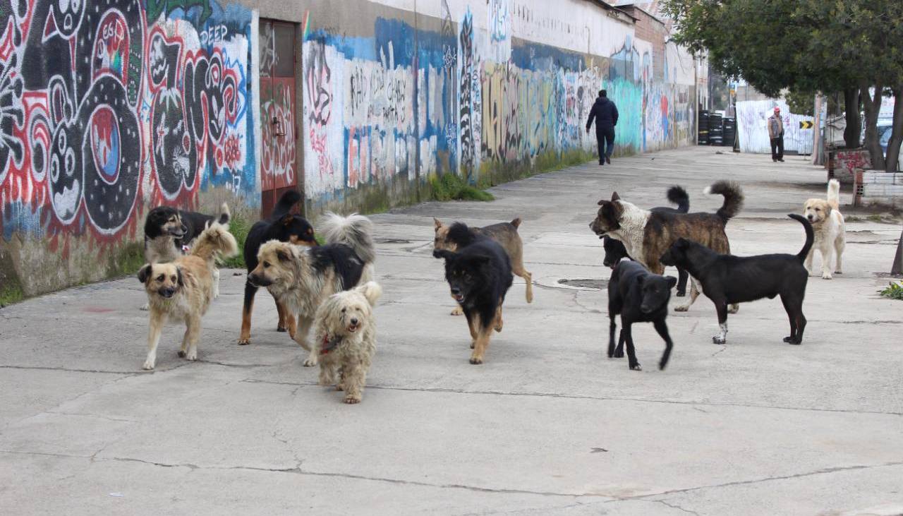 Detectan un nuevo caso de rabia canina en Cochabamba y suman 24 en lo que va del año