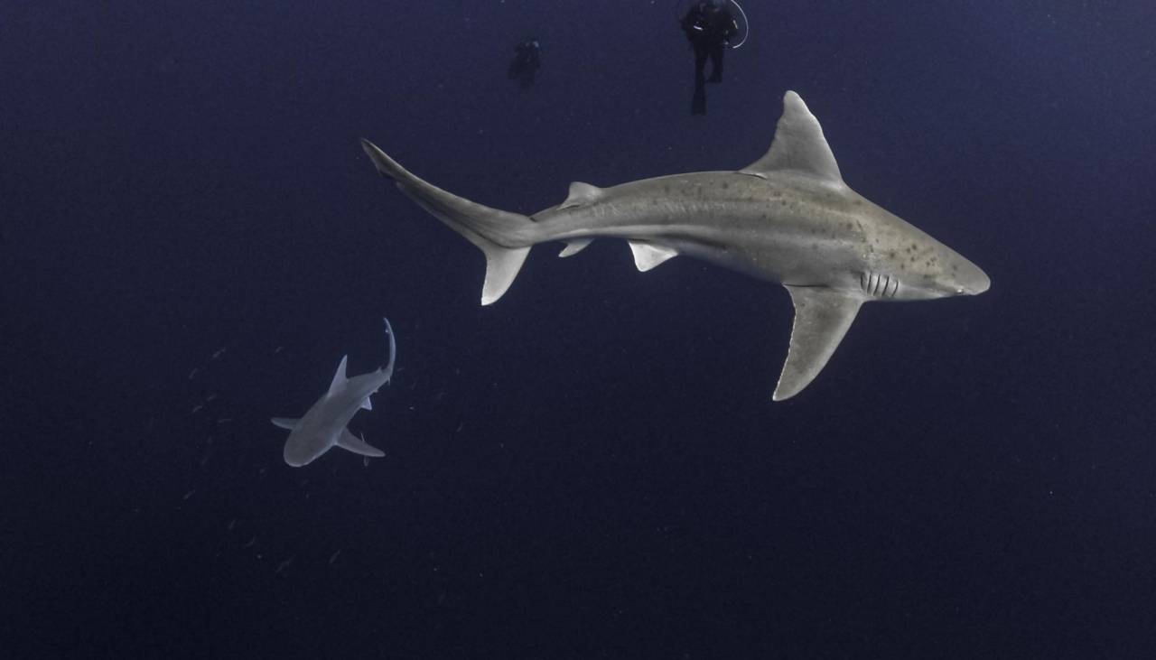 Impactante: Detectan tiburones intoxicados con cocaína en Brasil