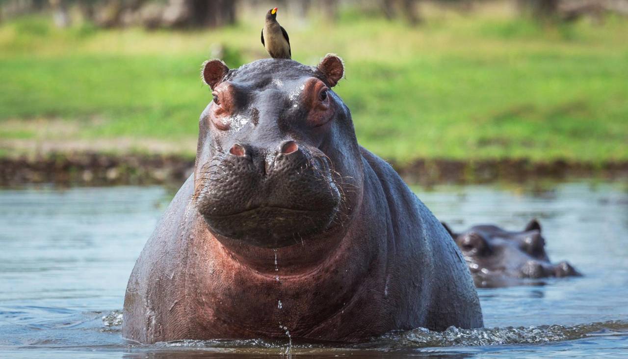 Un capricho de Pablo Escobar lleva a Colombia a optar por la eutanasia para 80 hipopótamos