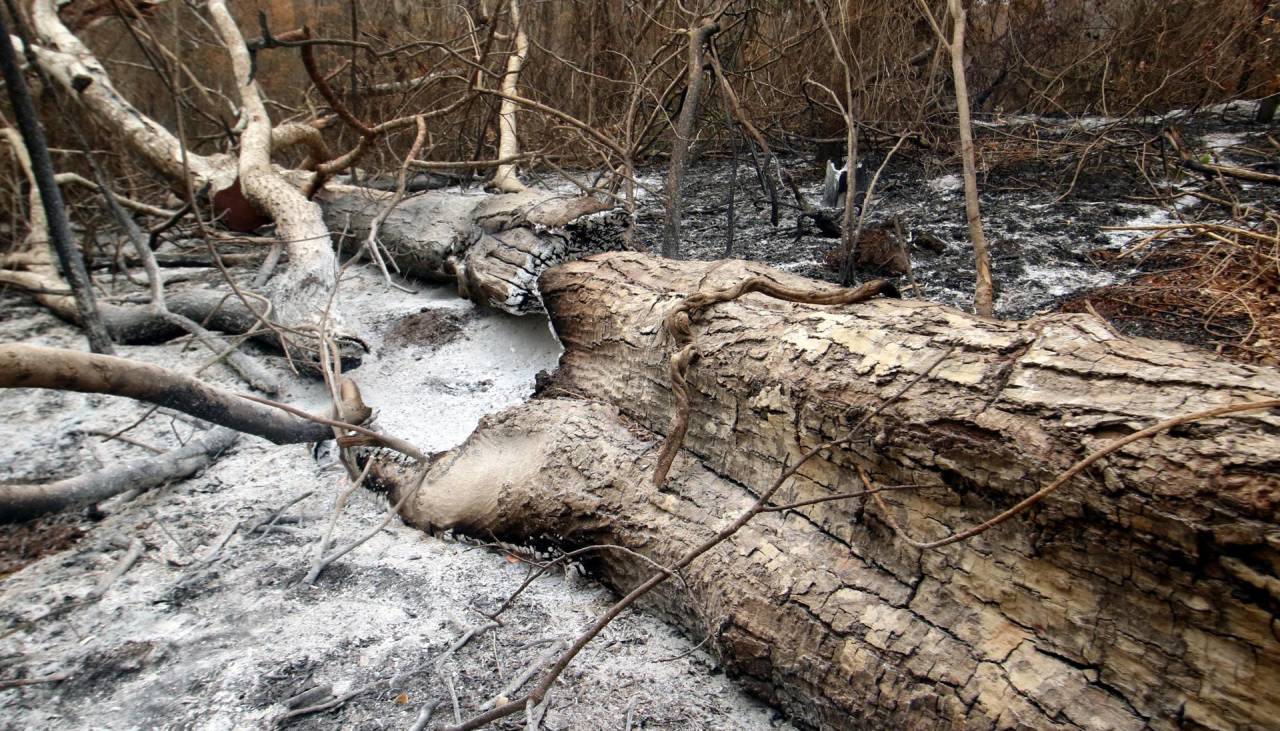 El 78% de los incendios se produce en tierras fiscales, dice la CAO que pide sanciones a directores de áreas protegidas