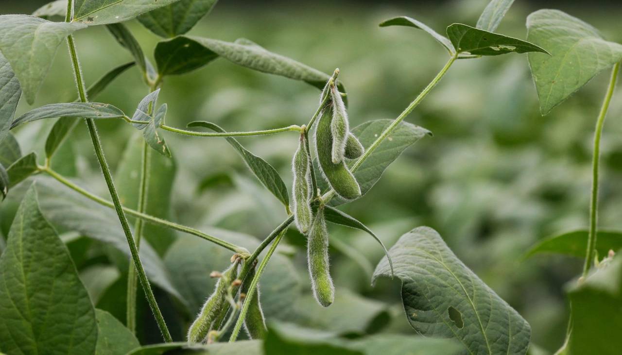 Empresarios sobre autorización de semilla de soya mejorada: “Es un avance para aumentar la producción de biocombustibles”