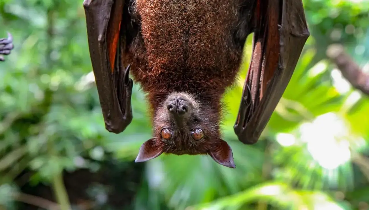 Muere un hombre en Australia por un virus “raro” transmitido por un murciélago