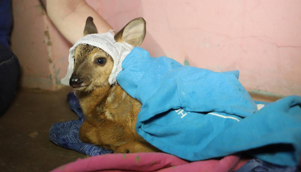 Incendios: Una urina, un oso hormiguero melero, lagartos y aves, entre los sobrevivientes del fuego