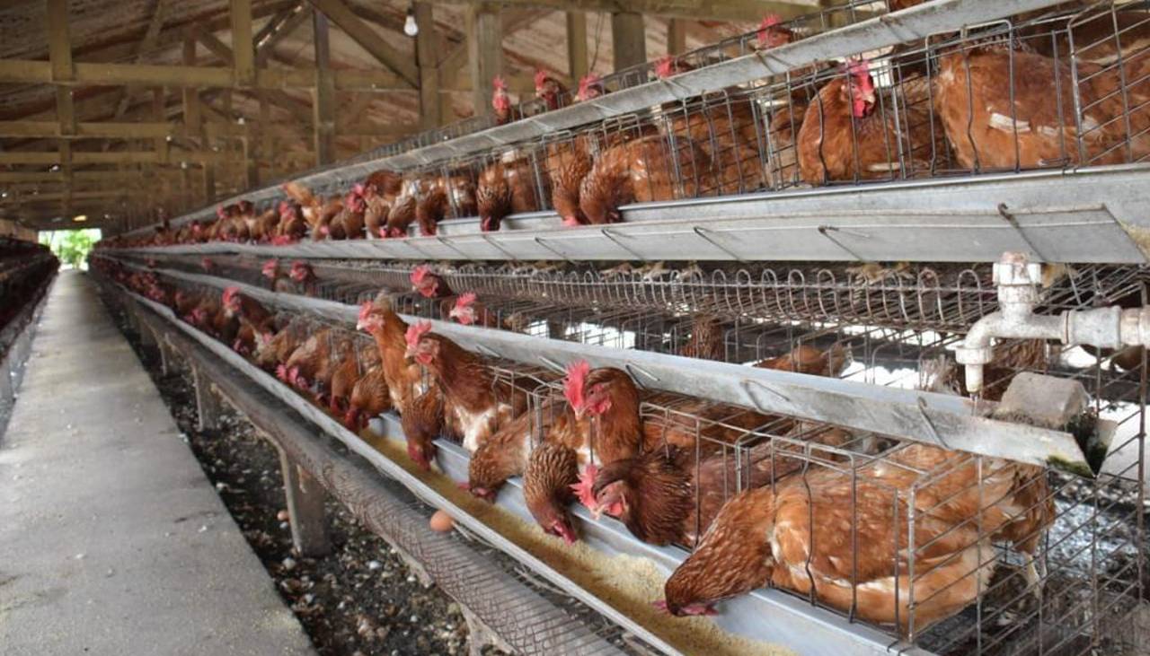 Avicultores cruceños alertan que en seis semanas disminuirá la oferta de pollo y se elevarán los precios