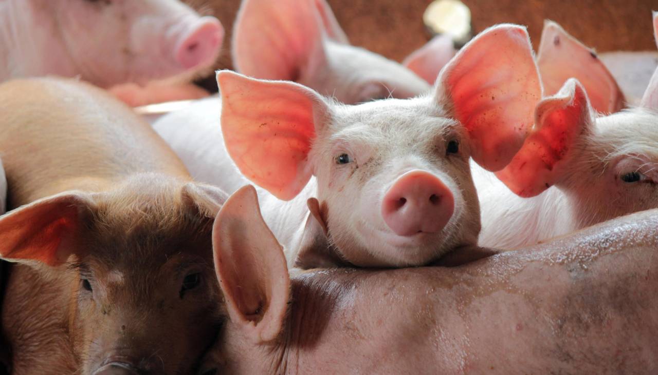 Santa Cruz es declarada zona libre de peste porcina clásica por la OMSA