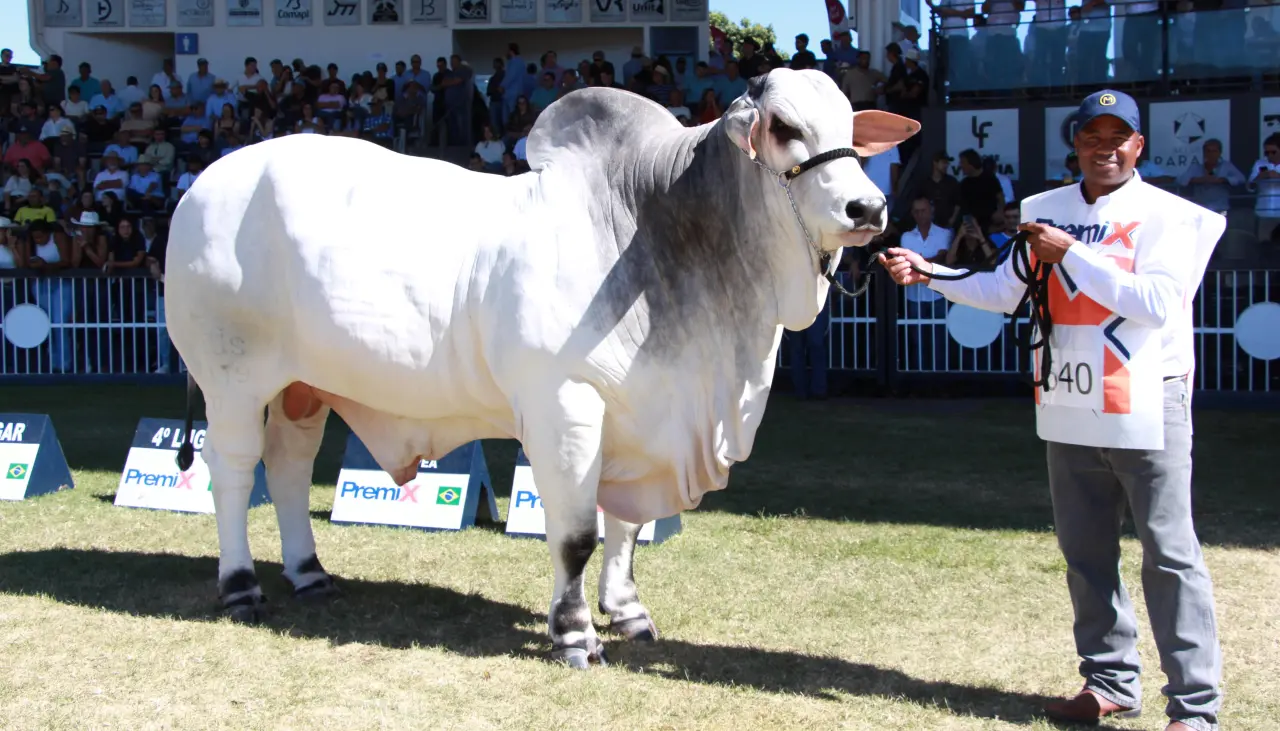 Stallone FIV de Sausalito se coronó como gran campeón de la raza Nelore en Expozebu 2026