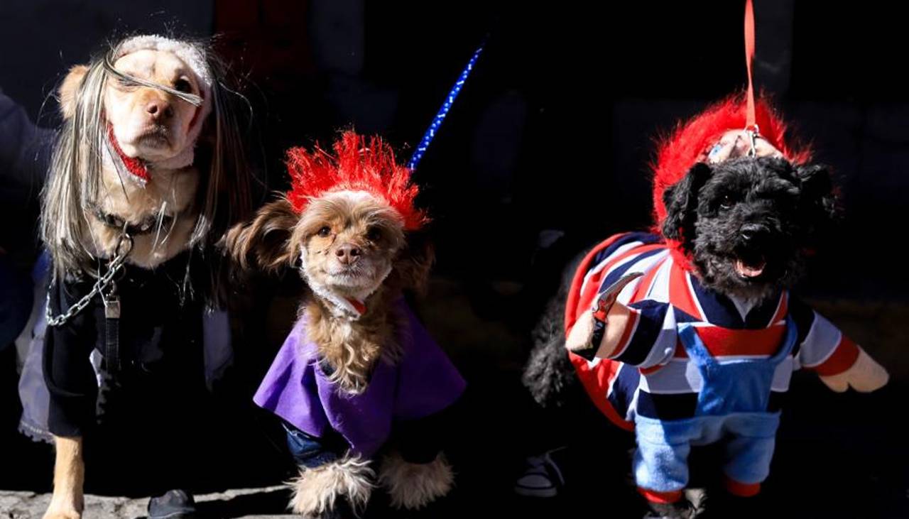 ‘Patitas con estilo’, una pasarela canina contra el abandono de mascotas en Bolivia