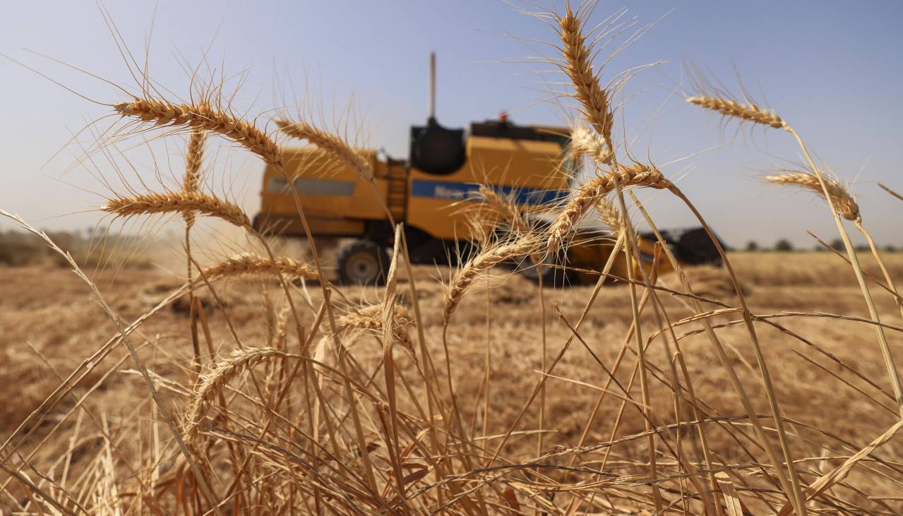 Golpeados por la sequía, productores registran 70% de avance en cosecha de granos de invierno