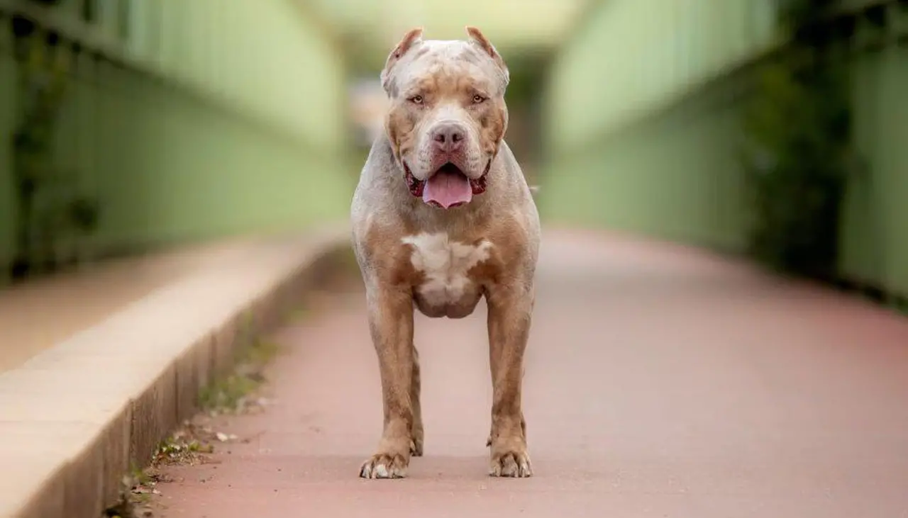 Un niño es atacado por un perro al interior de la vivienda donde vive en alquiler junto a su familia