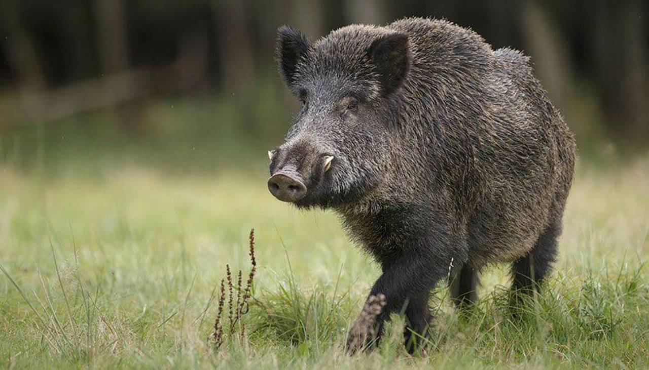 Refuerzan controles en aeropuertos de Bolivia y frenan importación de cerdos por brote de Peste Porcina Africana en jabalíes de España 