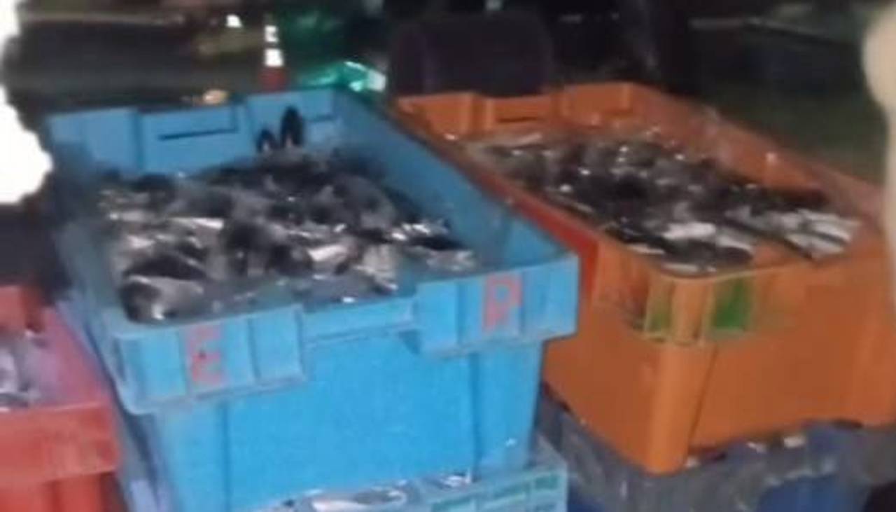 Decomisan más de 400 kilos de trucha en la región del lago Titicaca, cercana a la frontera con Perú