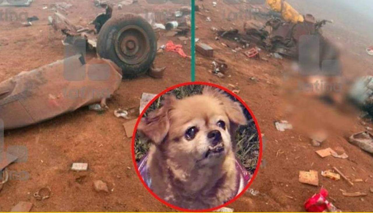 Un perro es el único sobreviviente de accidente en helicóptero que dejó 15 muertos en Perú