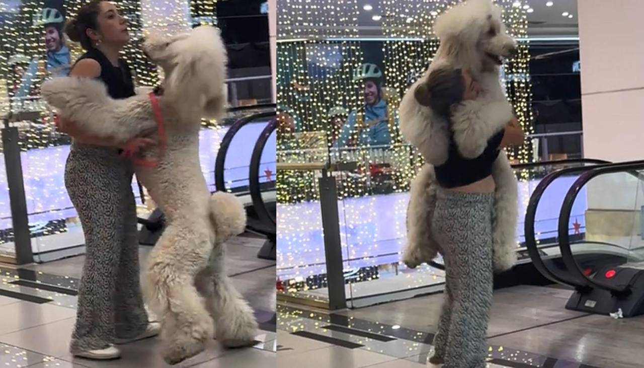 ¿Perro o peluche? Mujer llama la atención por su gigante mascota en un shopping 