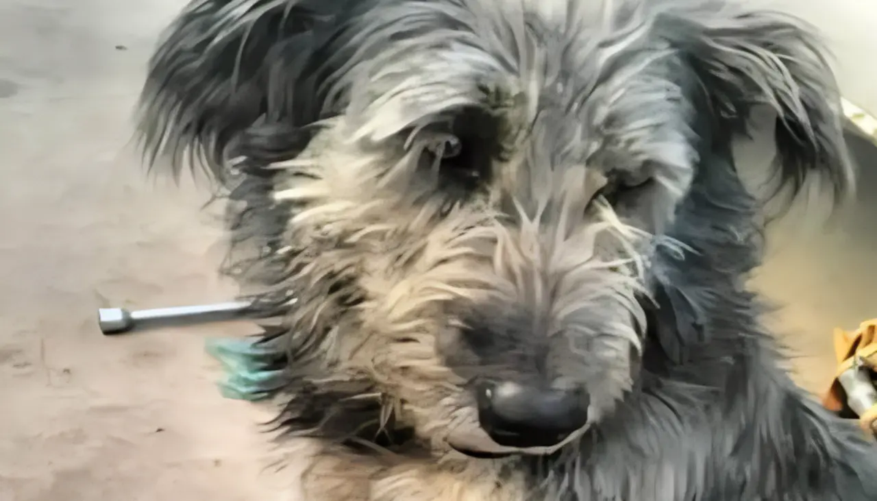 Histórica condena: Un hombre es sentenciado a cinco años de cárcel por matar a un perro con un fierro