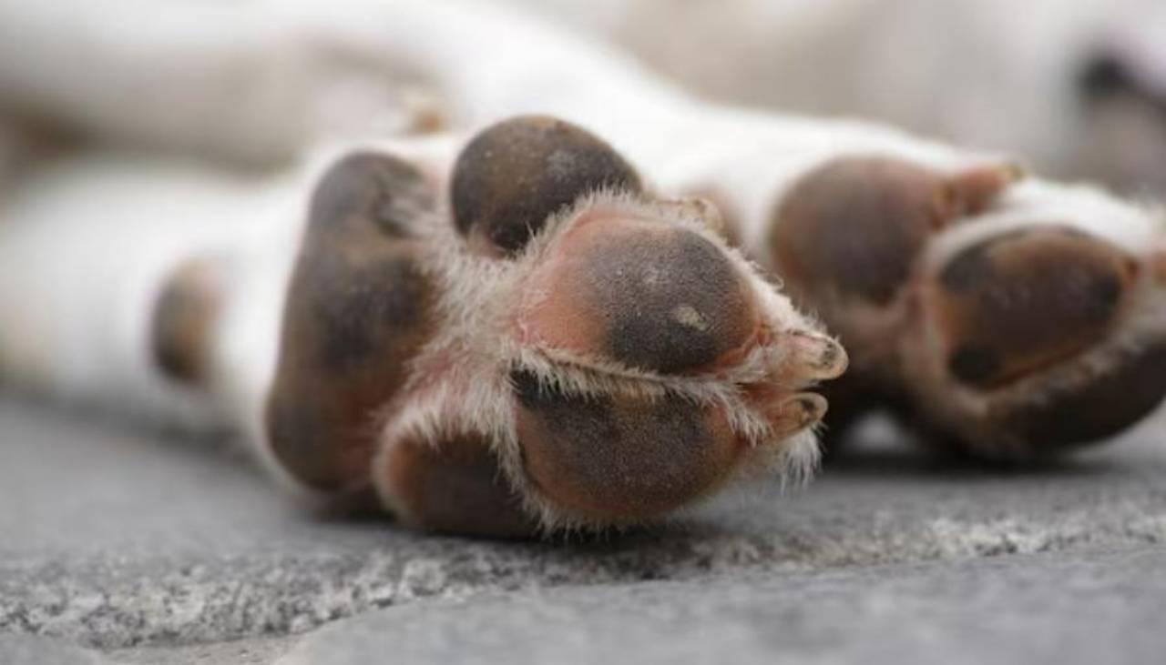 Denuncian que una mascota fue víctima de abusos y murió tras 15 puñaladas