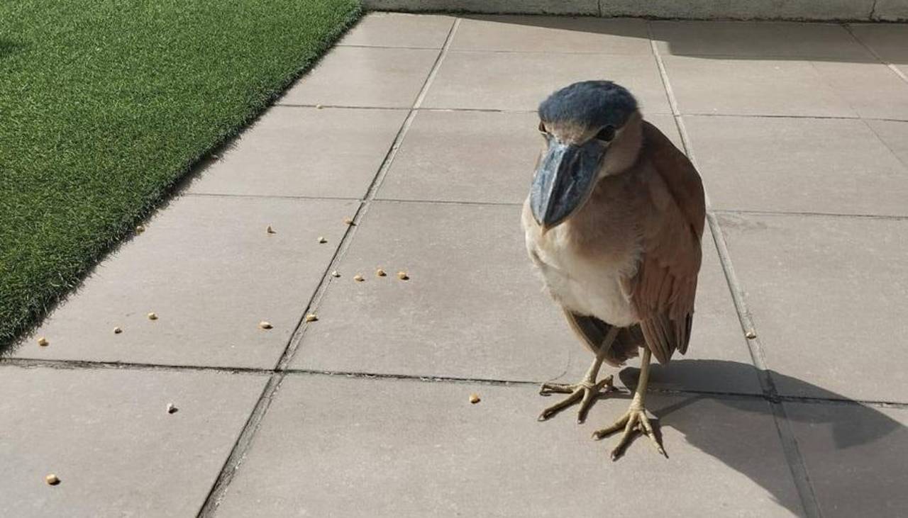 Rescatan a una garza pico de bota en Sopocachi y la trasladan a un bioparque en La Paz
