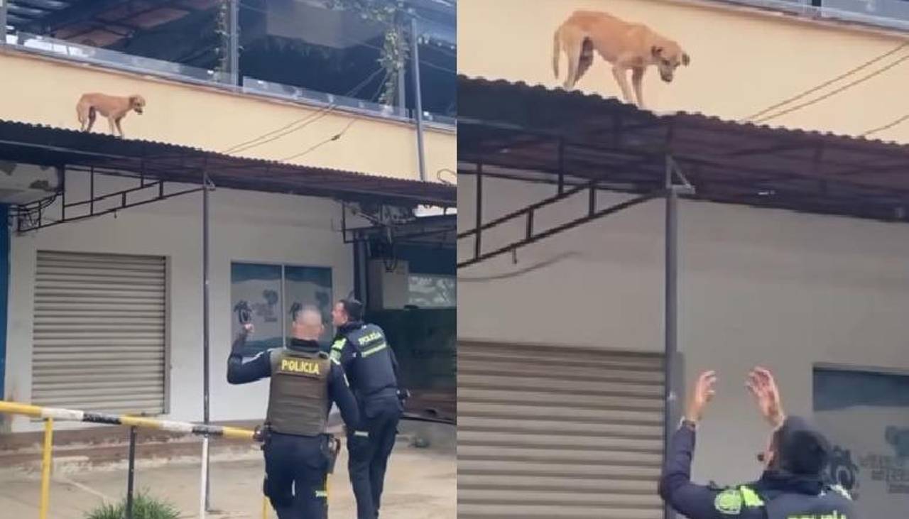¡Héroes sin capa! Policías de Cartagena rescatan a un perro abandonado del techo de una casa 