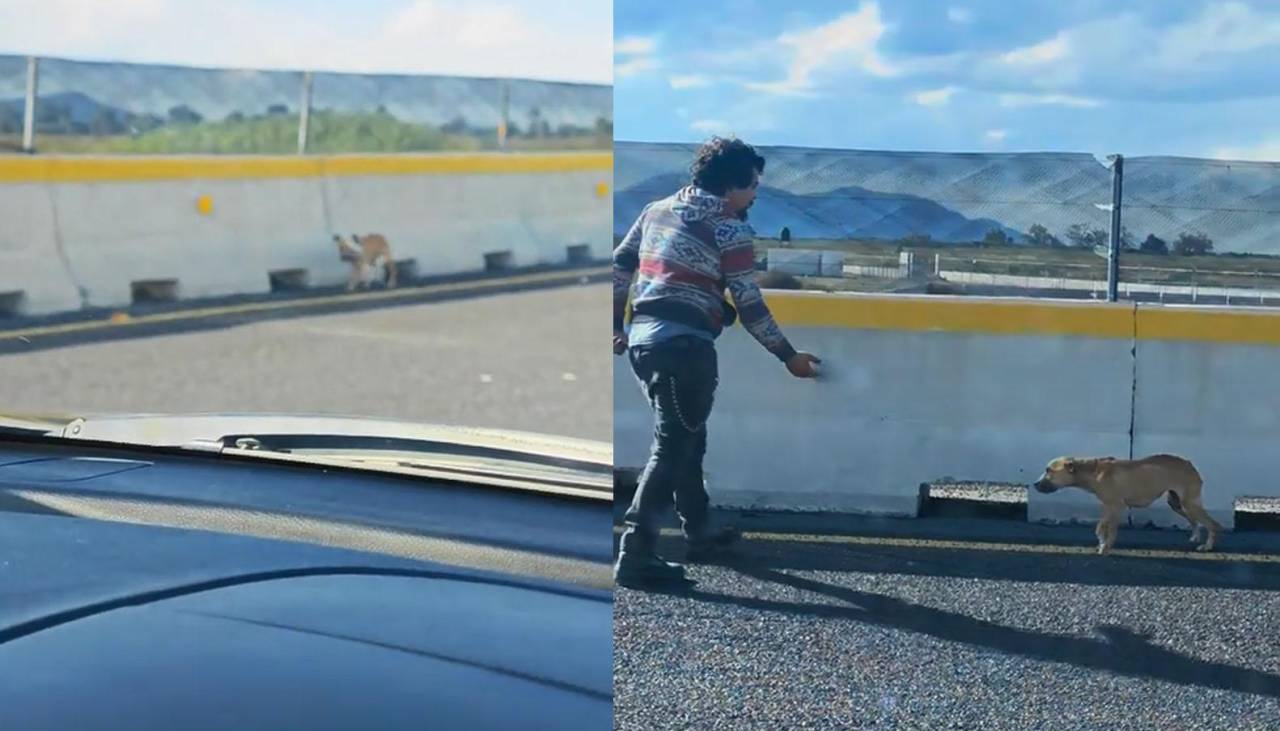 Video: Encontró una perrita en situación de vulnerabilidad y no dudó en rescatarla