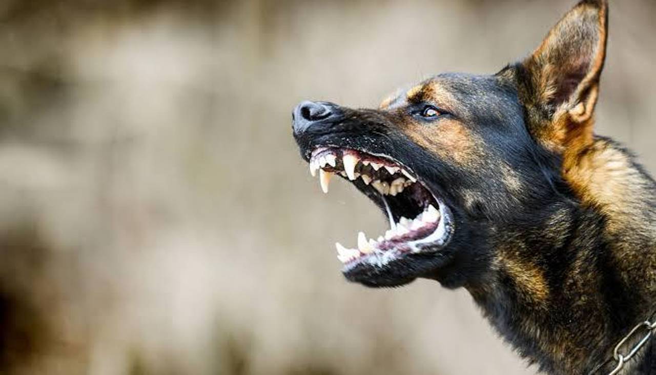 Sedes cruceño activa operativo epidemiológico tras confirmar caso de rabia canina en la zona norte