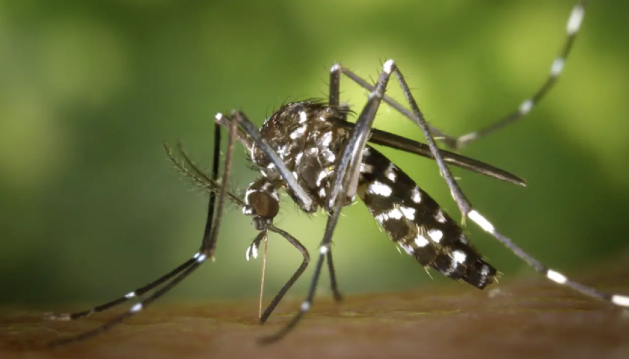 La Alcaldía confirma el primer fallecido por Chikungunya en la capital cruceña