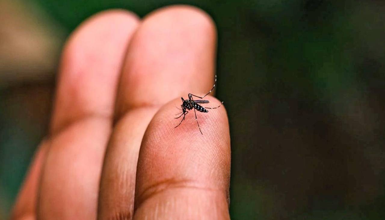 Potosí reporta 31 casos de chikungunya y el Sedes se declara en emergencia