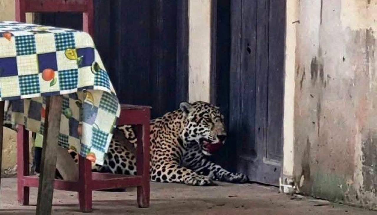 ¿Es biocidio? Un jaguar ingresa en una casa de Guayaramerín y un dirigente lo mata con una escopeta
