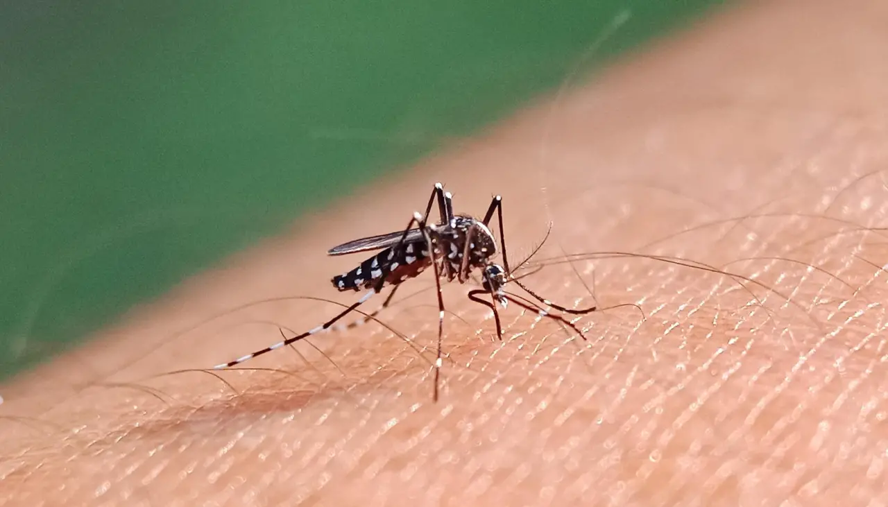 Solo en enero, 485 casos de chikungunya se reportaron en Cochabamba, el trópico es el más afectado