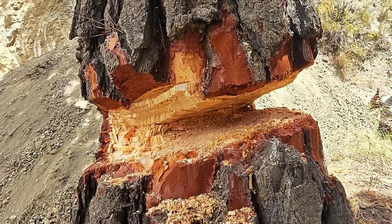 Con aval de otro municipio, talan árboles para “destruir un cerro” con movimientos “ilegales” de tierra, denuncia Alcaldía paceña