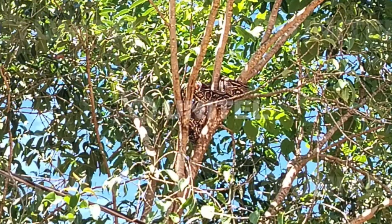 Enorme serpiente es captada en lo alto de un árbol de aceituna en Pando