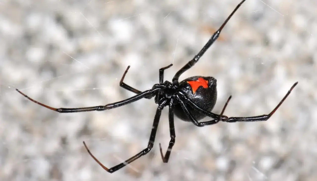 Tres privadas de libertad fueron picadas por una araña viuda negra en Oruro, según Régimen Penitenciario