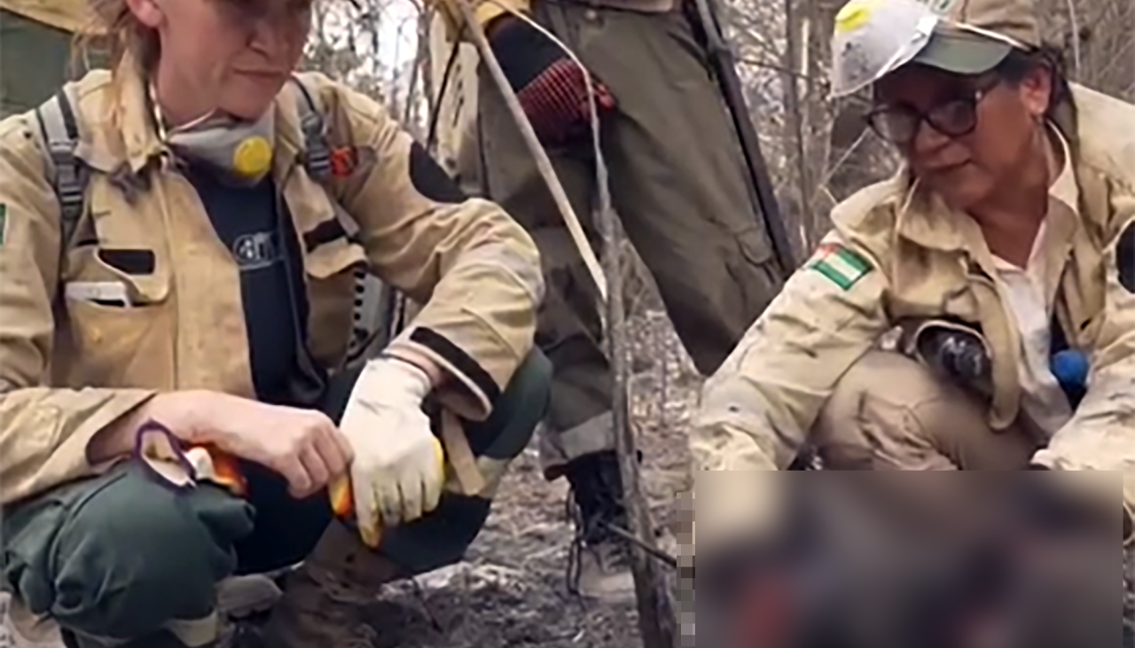 Incendios en Ascensión de Guarayos: “En 20 metros, hemos encontrado cinco animales muertos calcinados”, señala organización