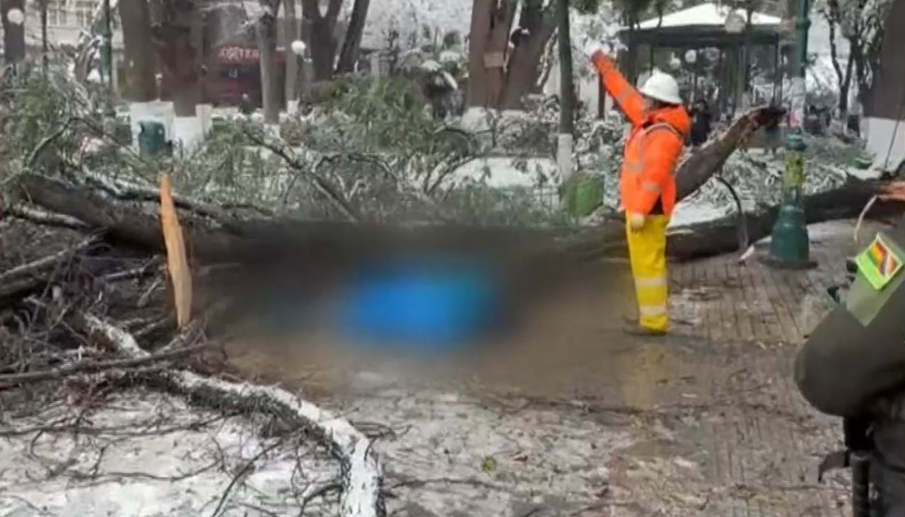 Adulta mayor que fue aplastada por la caída de un árbol se dirigía a realizar trámites