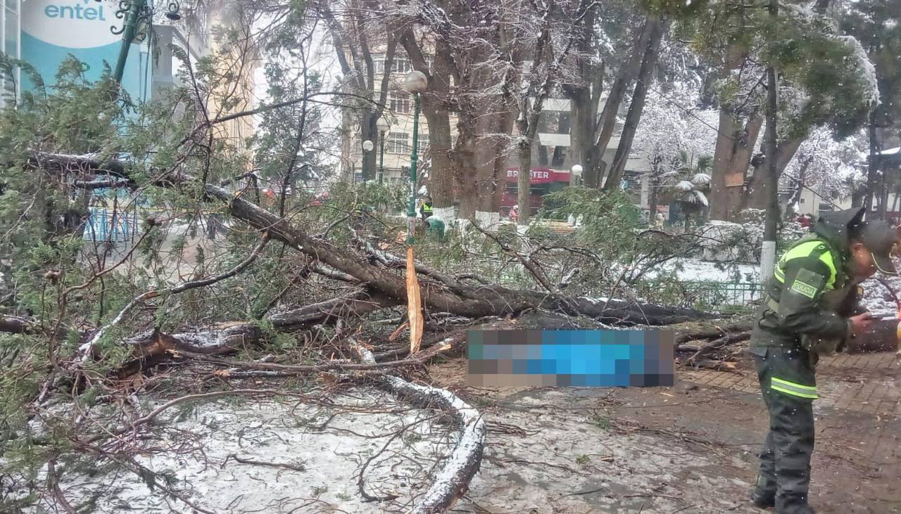Adulta mayor que fue aplastada por la caída de un árbol se dirigía a realizar trámites