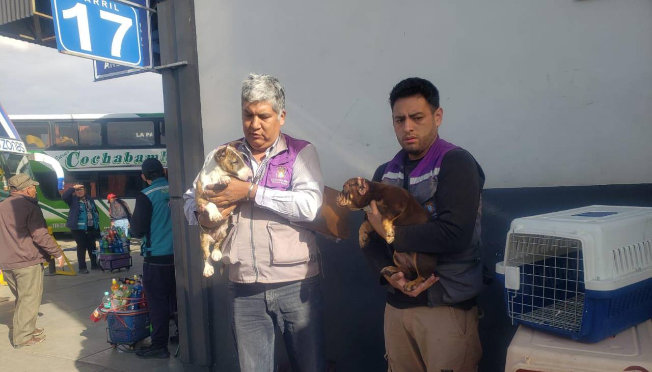 Rescatan a cinco perros con lesiones y que eran transportados en buses