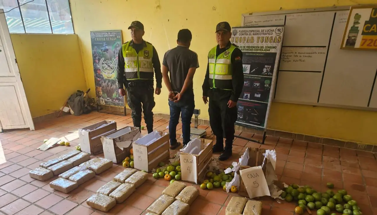 Hallan 26 paquetes de marihuana ocultos en cajas de tomate que iban como encomienda en un bus, reporta la Policía