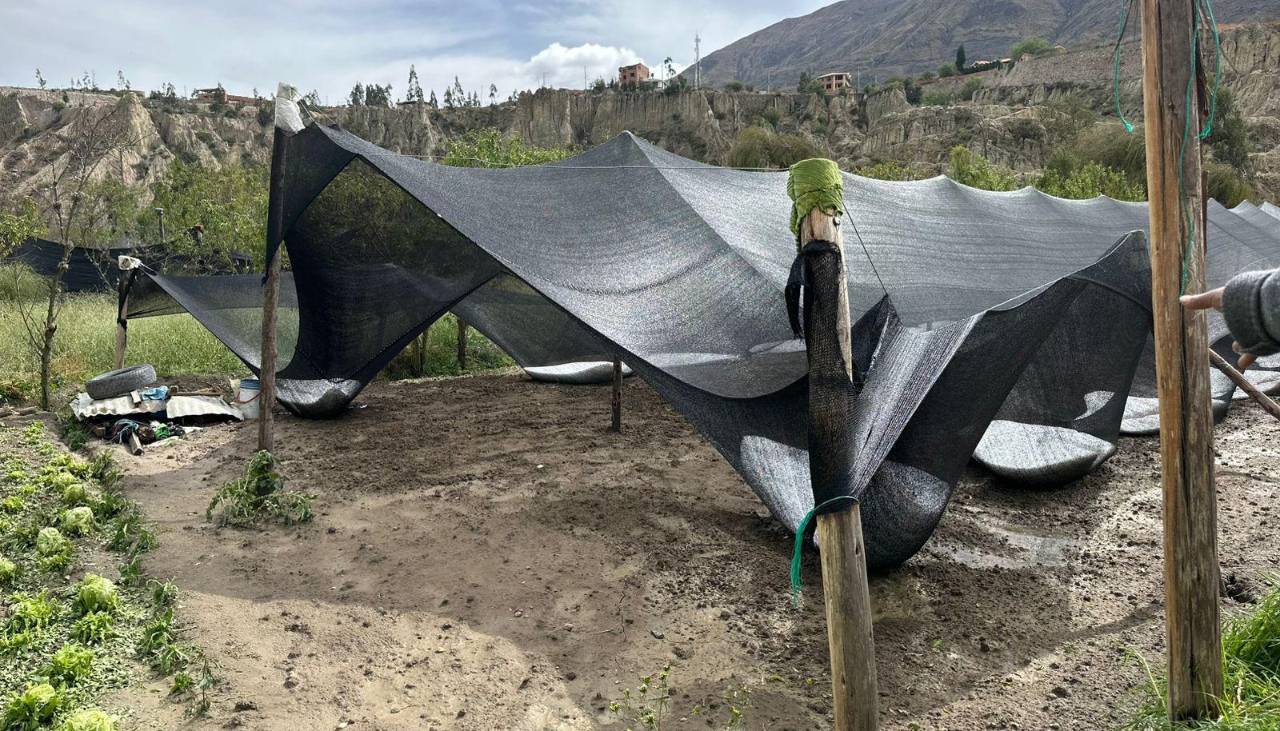 “Todo está perdido”: Granizada destruye más de 30 hectáreas de cultivos en Mecapaca 