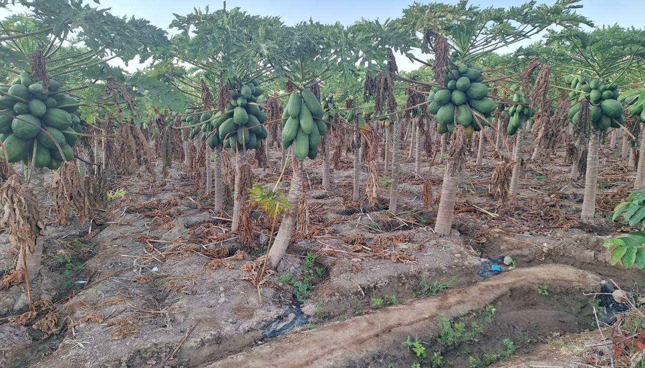 Plantaciones de papaya, pimentón y papa son las más afectadas por la sequía en Omereque