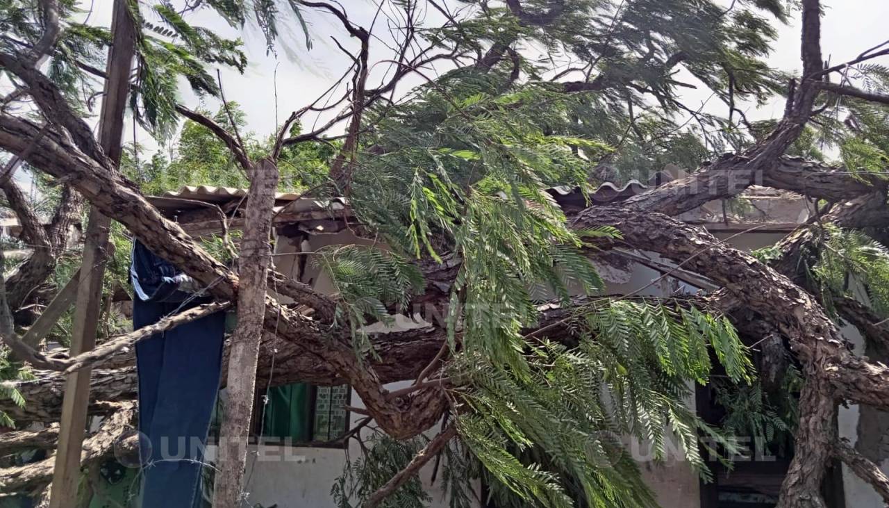 Fuertes vientos: cuatro niños se quedaron sin un lugar donde dormir por la caída de un árbol; su abuela pide ayuda