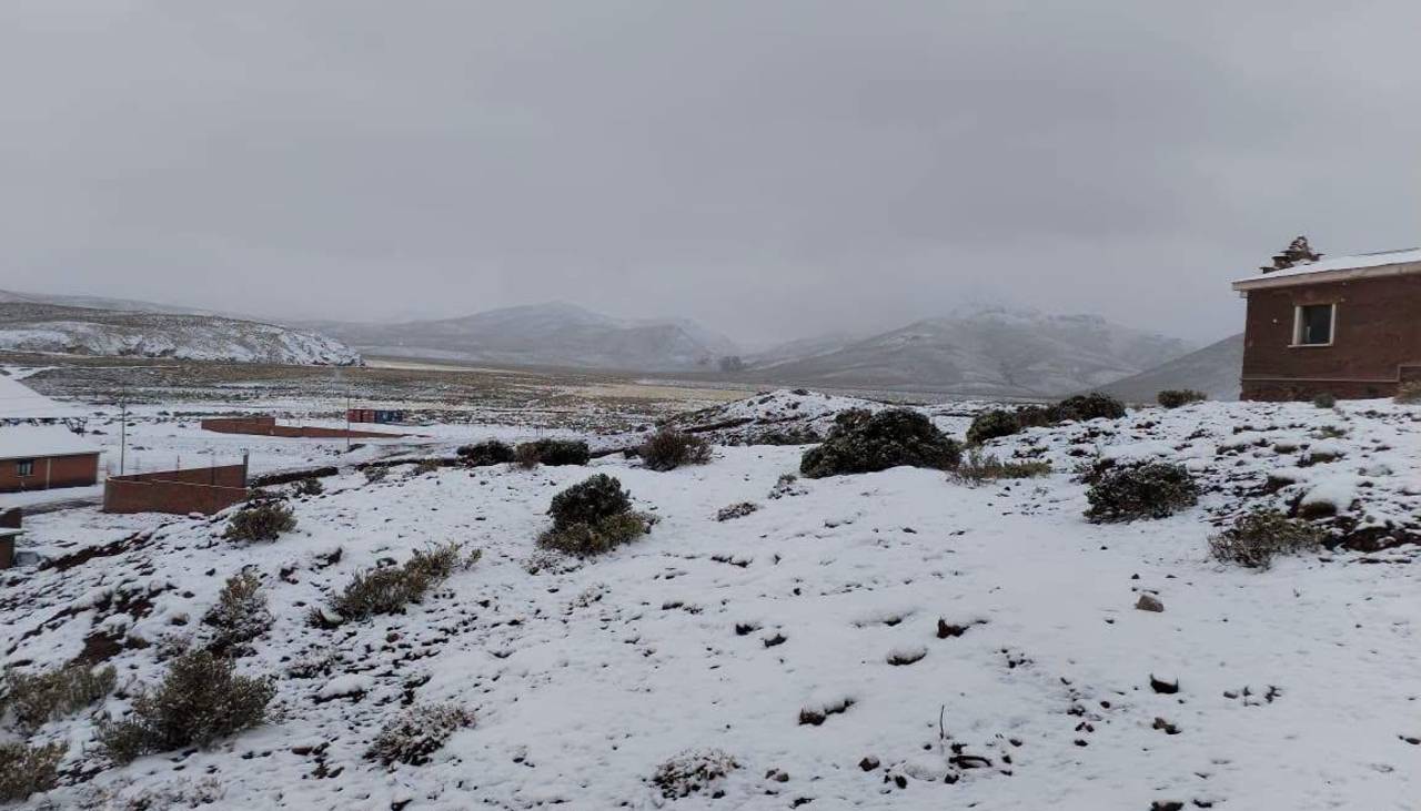 Reportan que las nevadas ponen en riesgo la alimentación del ganado en 12 comunidades de Potosí 