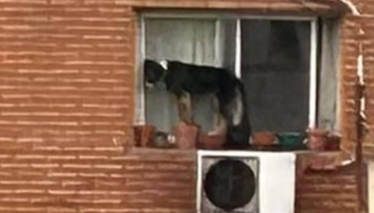 Terrible: Una mujer dejó a su perro al borde de la ventana de un sexto piso 